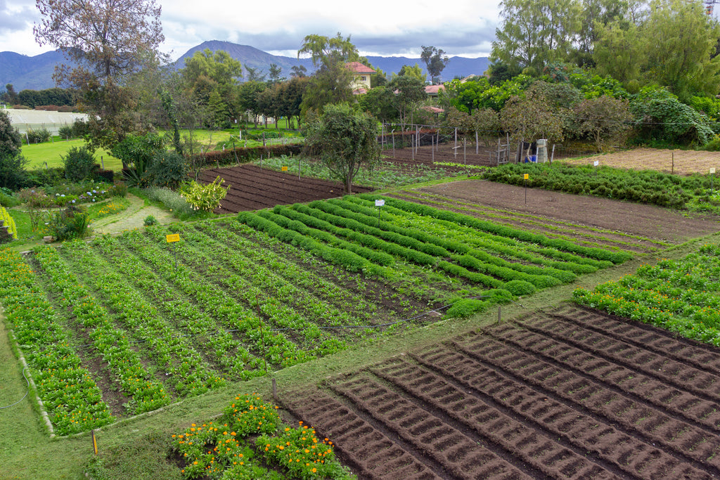 Jardín Medicinal Jorge Piñeros Corpas